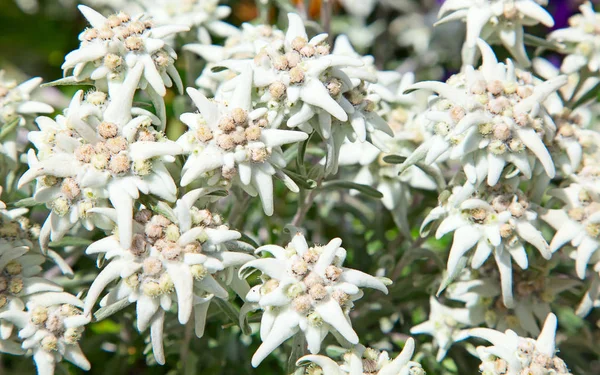 Edelweiss — Stock Photo, Image