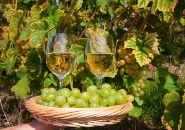 Lavaux bölgesi