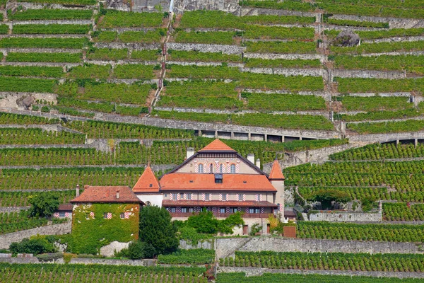 Регіон регіоні Lavaux — стокове фото