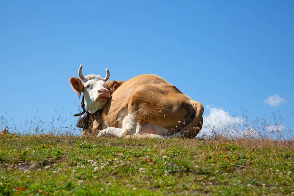 Swiss cow — Stockfoto