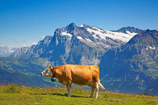 Швейцарская корова — стоковое фото