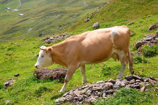 Швейцарський корова — стокове фото