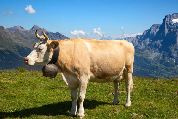 Schweizer Kuh — Stockfoto