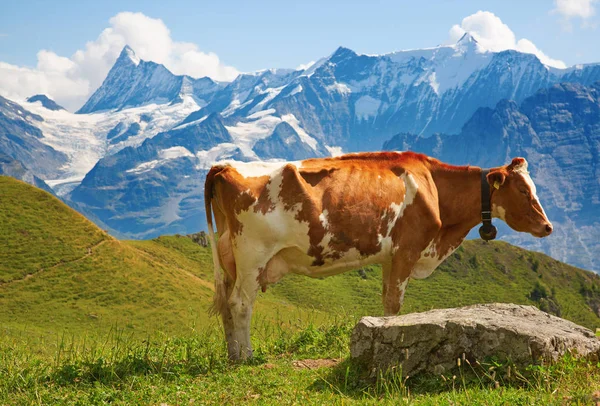 Ελβετική αγελάδα — Φωτογραφία Αρχείου