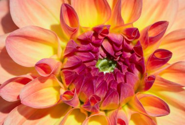 Sabah çiğ damlaları ile renkli yıldız çiçeği