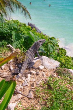 Meksika 'da Tulum harabeleri yakınlarındaki kayalıklarda iguana.