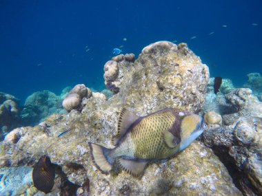 Titan açık denizde balığı tetikliyor. Hint Okyanusu, Maldivler. Titan tetikleyici balıklar saldırgan davranışlar nedeniyle dalgıçlar için tehlikelidir..