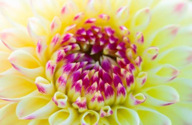 Sabah çiğ damlaları ile renkli yıldız çiçeği