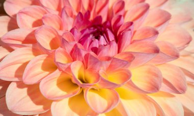 Sabah çiğ damlaları ile renkli yıldız çiçeği