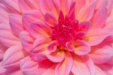 Sabah çiğ damlaları ile renkli yıldız çiçeği