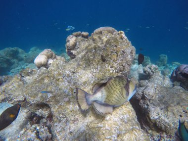 Titan açık denizde balığı tetikliyor. Hint Okyanusu, Maldivler. Titan tetikleyici balıklar saldırgan davranışlar nedeniyle dalgıçlar için tehlikelidir..