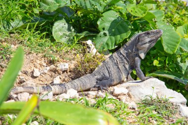 Meksika 'da Tulum harabeleri yakınlarındaki kayalıklarda iguana.