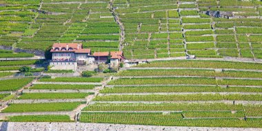 Leman Gölü (Cenevre Gölü) üzerindeki Lavaux bölgesinin üzüm bağları)