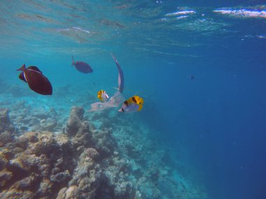 Pastik okyanus kirliliği balıklar ve diğer canlılar için tehlikelidir.
