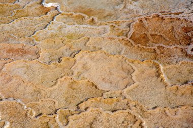 Yellowstone Ulusal Parkı 'ndaki Mamut Kaplıcaları, Wyoming, ABD