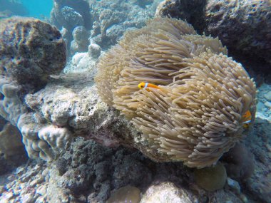 Sahte palyaço balığı, Hint okyanusu, Maldivler adaları. Palyaço balığı şakayık balığıdır. Anemonlar ile simbiyotik ilişkiler içindedir..