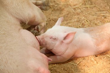 Genç domuzlar ahırda uyuyor.