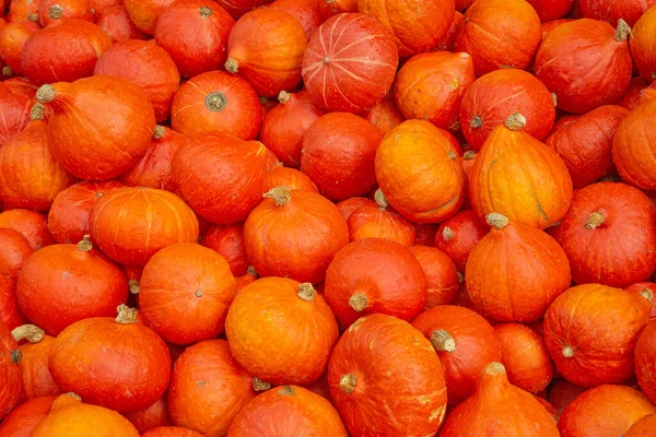 Colección Calabazas Coloridas Mercado Otoñal — Foto de Stock