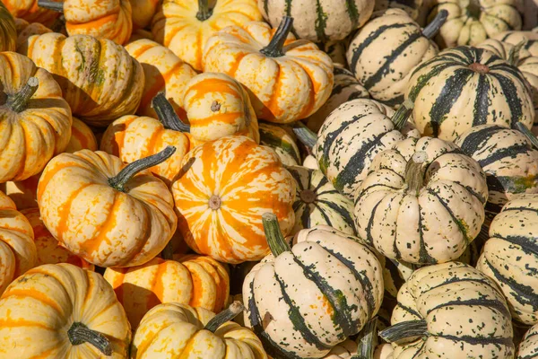 Collection Citrouilles Colorées Sur Marché Automne — Photo