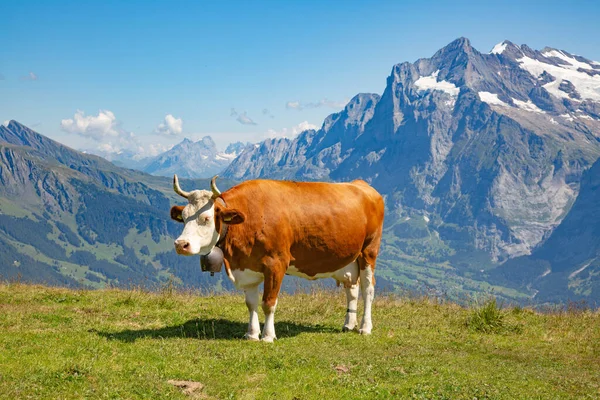Summer Landscape Jungfrau Region — Stock Photo, Image