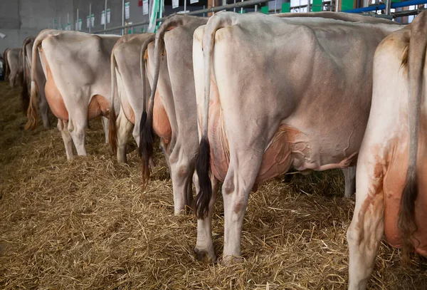 Las Mejores Vacas Suizas Presentadas Una Exposición Anual —  Fotos de Stock