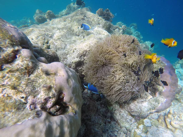 Falsk Clownfisk Indiska Oceanen Maldiverna Öar Clownfisk Anemonfisk Som Lever — Stockfoto