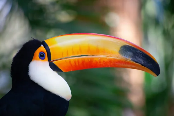 Tucan Coloré Dans Volière — Photo