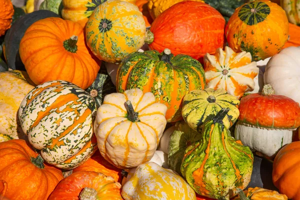 Kleurrijke Pompoenen Collectie Herfstmarkt — Stockfoto