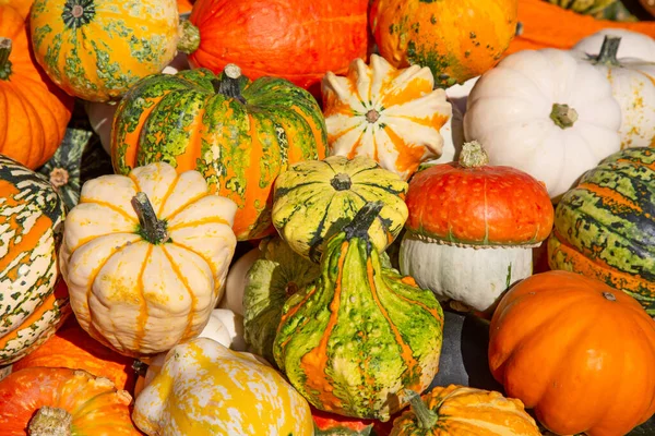 Kleurrijke Pompoenen Collectie Herfstmarkt — Stockfoto