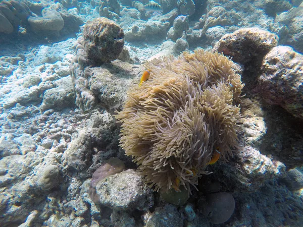 Fałszywy Klown Ocean Indyjski Wyspy Maldicka Klown Ryb Jest Anemonem — Zdjęcie stockowe