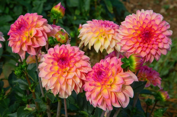 Bunte Dahlienblüte Mit Morgentautropfen — Stockfoto