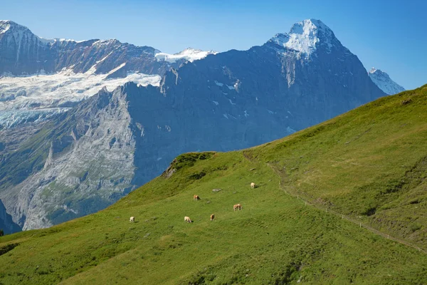 Summer Landscape Jungfrau Region — Stock Photo, Image