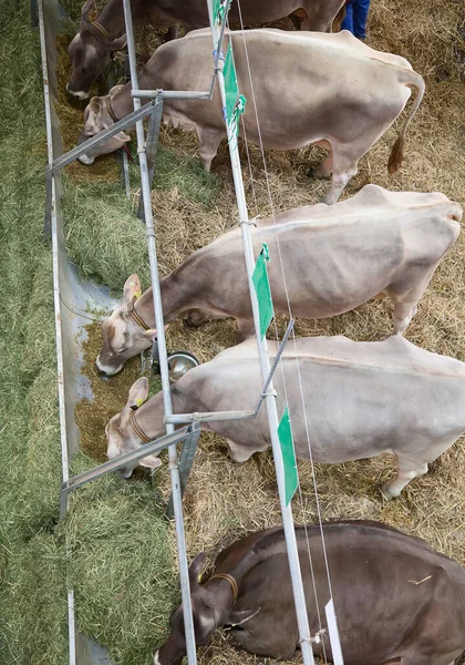 Las Mejores Vacas Suizas Presentadas Una Exposición Anual —  Fotos de Stock