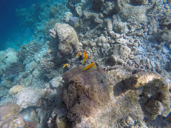 False Clown fish, Indian ocean, Maldive islands. Clown fish is anemone fish living in symbiotic relations with anemones.