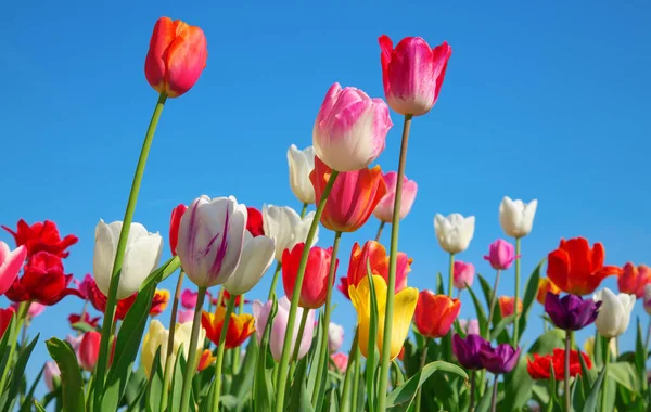 Tulipanes Frescos Flor Jardín Primavera — Foto de Stock