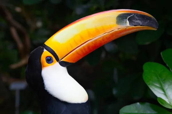 Colorful Tucan Aviary — Stock Photo, Image