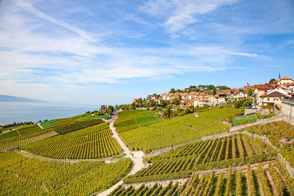 Vinodlingar Lavaux Regionen Över Sjön Leman Genèvesjön — Stockfoto