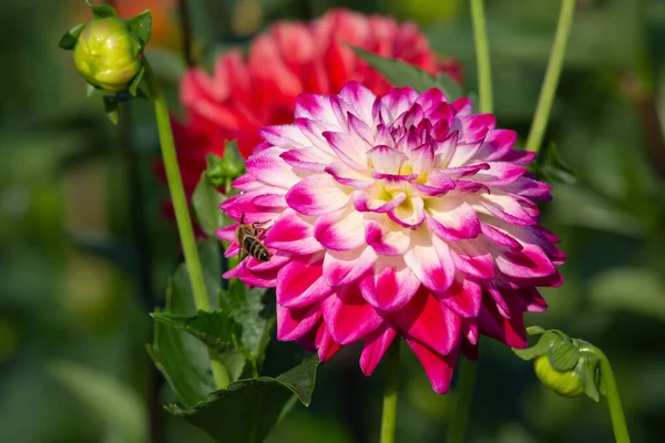 Colorful Dahlia Flower Morning Dew Drops — Stock Photo, Image