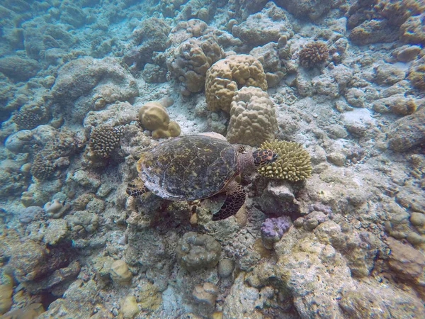 Żółw Zielony Ocean Indyjski Wyspy Młode — Zdjęcie stockowe
