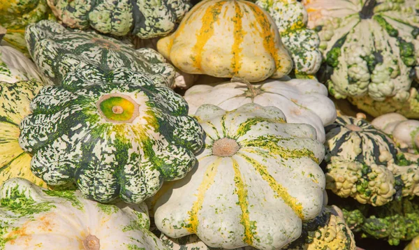 Colorful pumpkins collection on the autumn market