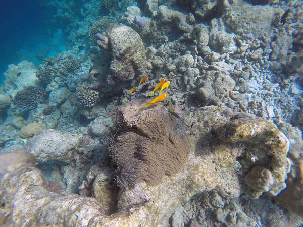 False Clown fish, Indian ocean, Maldive islands. Clown fish is anemone fish living in symbiotic relations with anemones.