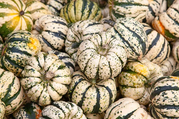 Colorful pumpkins collection on the autumn market