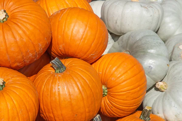 Colección Calabazas Coloridas Mercado Otoñal — Foto de Stock