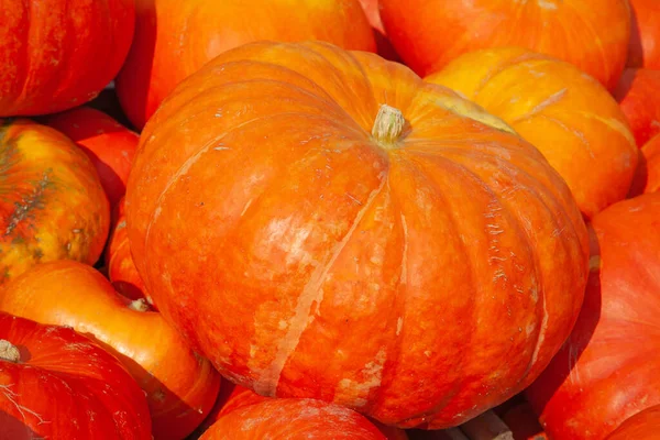 Collection Citrouilles Colorées Sur Marché Automne — Photo