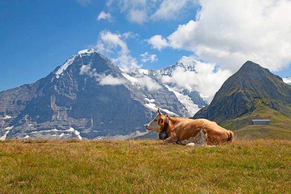 Ελβετικά Βοοειδή Στο Αγρόκτημα — Φωτογραφία Αρχείου