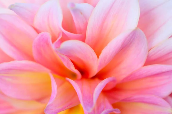 Colorful Dahlia Flower Morning Dew Drops — Stock Photo, Image