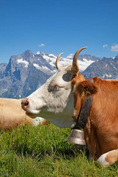 農場のスイスの牛 — ストック写真