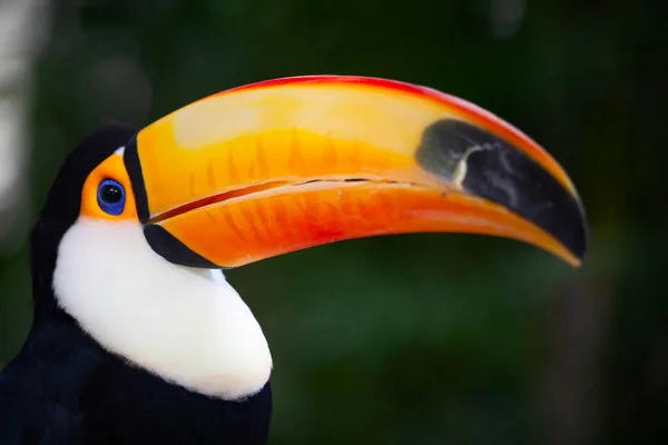 Tucano Colorido Aviário — Fotografia de Stock