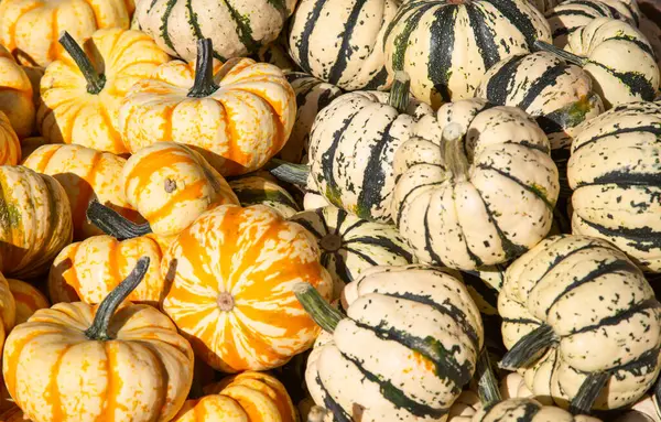 Kleurrijke Pompoenen Collectie Herfstmarkt — Stockfoto