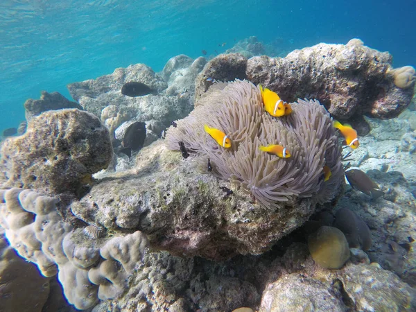 False Clown fish, Indian ocean, Maldive islands. Clown fish is anemone fish living in symbiotic relations with anemones.